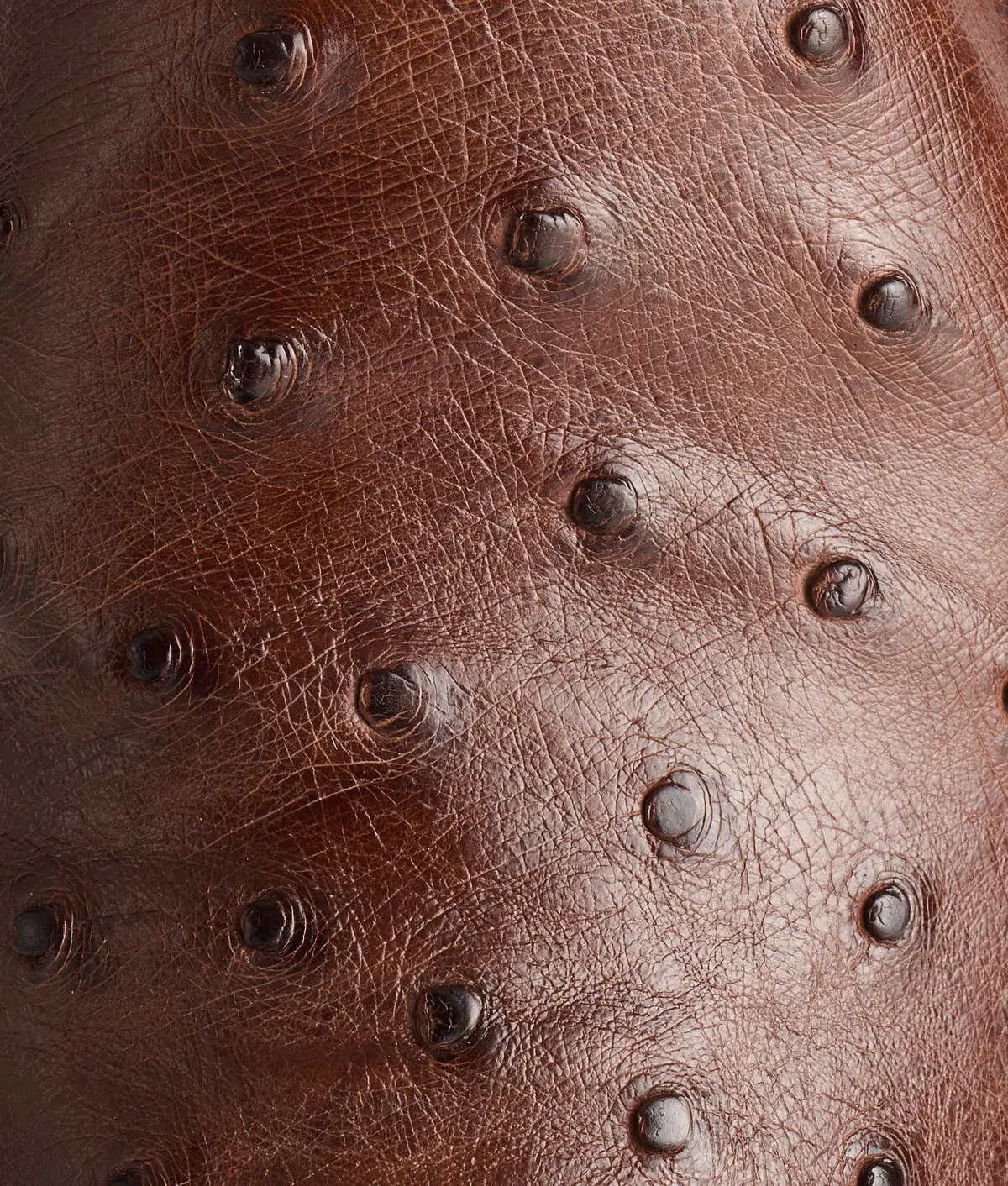 Augustus :: Sienna + Dark Brown 8