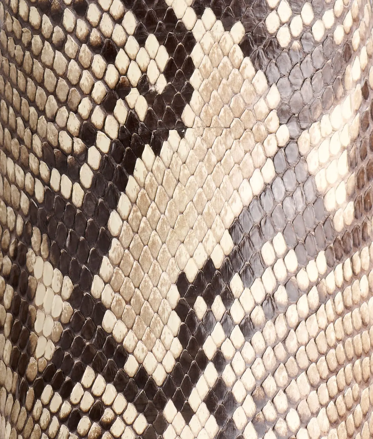 Dale Exotic :: Black/White + Black 8