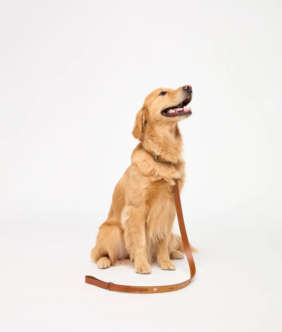 Dog Leash :: Tan 2