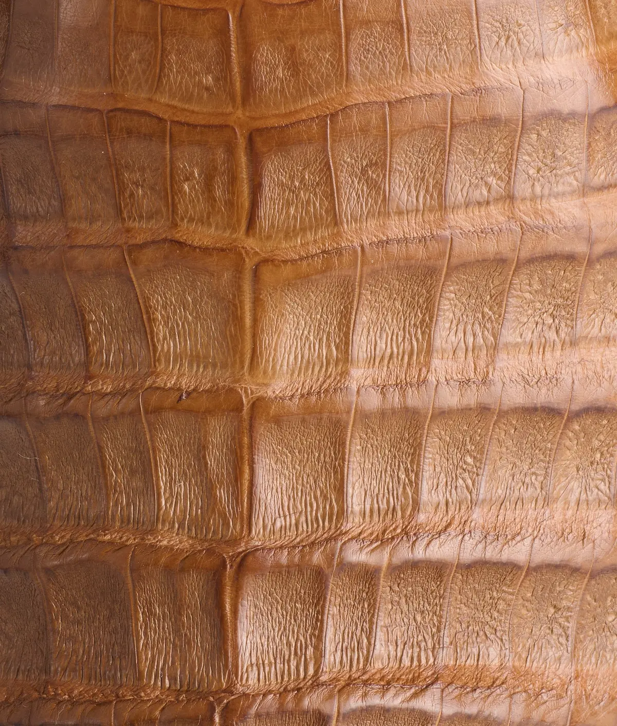 Rowdy Caiman :: Saddle + Brown 8