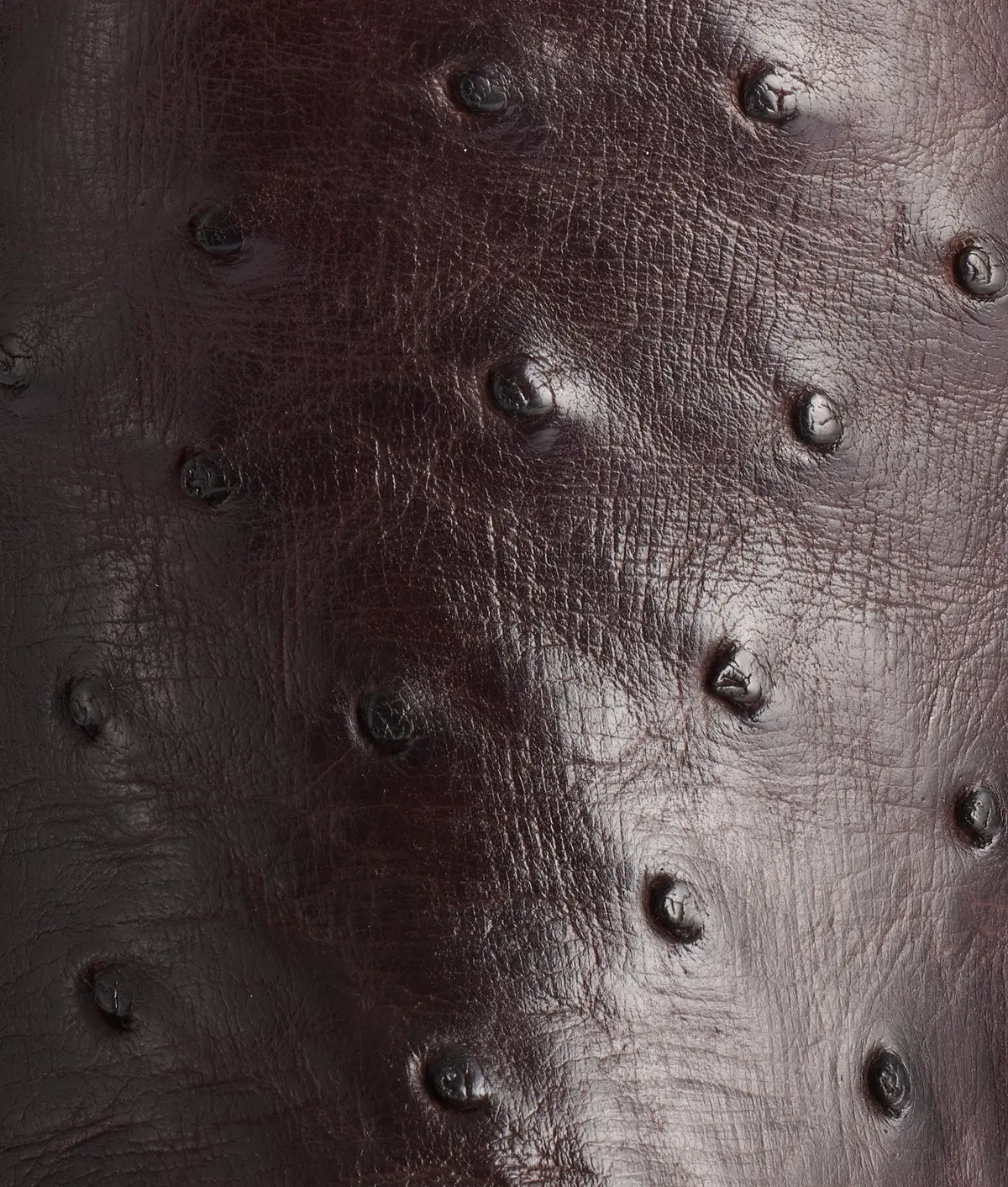 Rowdy Ostrich :: Antique Chocolate 8