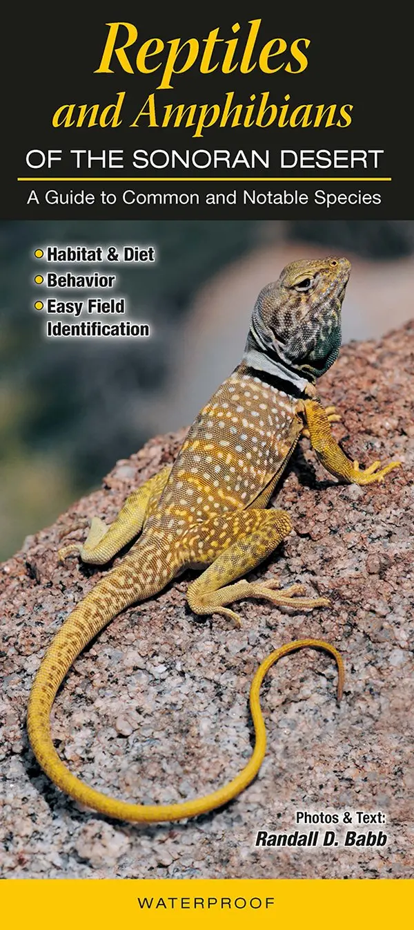 Reptiles And Amphibians Of The Sonoran Desert 1
