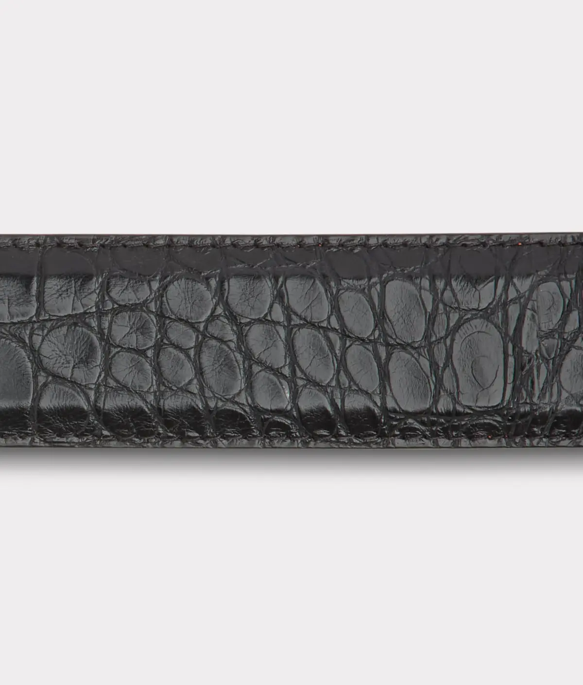 American Alligator :: Black 4